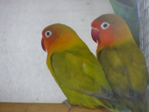 Unzertrennliche - Agaponis fischeri