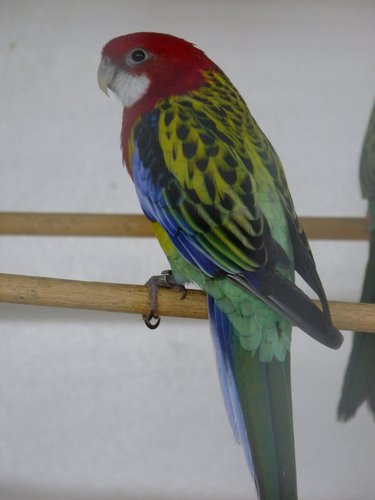 Prachtrosella - Ptatycercus eximius