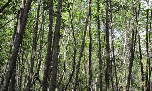 Chi Ganzkörper Energiemassage (60 min)