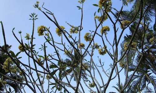 klassische Rückenmassage (25 min)